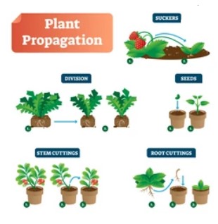 Reproduction Methods in Plants