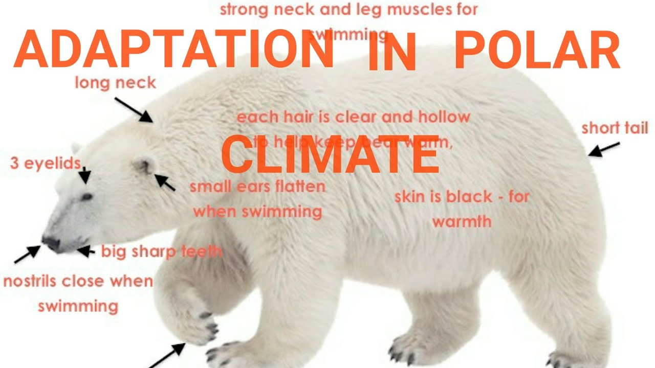 Adaptation Of Polar Creatures