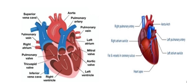 Circulatory System Mechanism